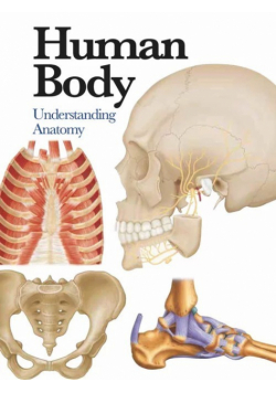 Human Body
