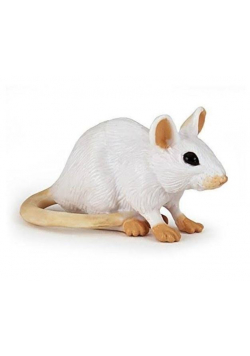 Mysz biała