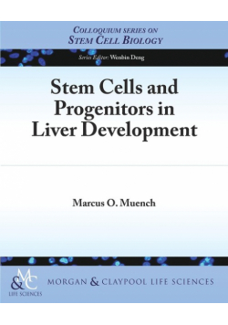 Stem Cells and Progenitors in Liver Development