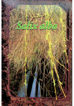 Salix alba