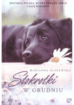 Stokrotki w grudniu