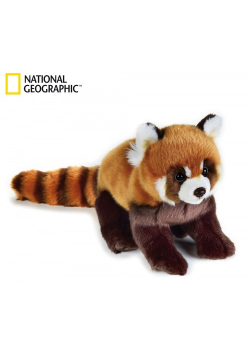 Panda czerwona