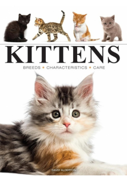Kittens
