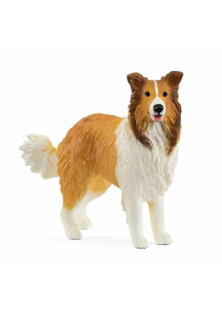 Collie