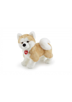 Akita Ascanio M