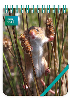 Kołonotes ozdobny Harvest Mouse