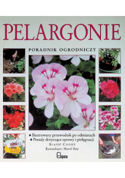 Pelargonie poradnik ogrodniczy