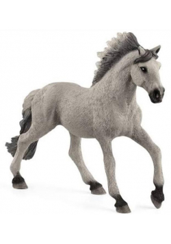 Koń Mustang ogier rasy Sorraia