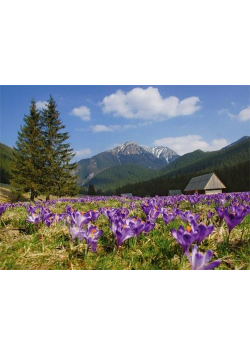 Kalendarz 2021 Tatry-krokusy trójdzielny RADWAN