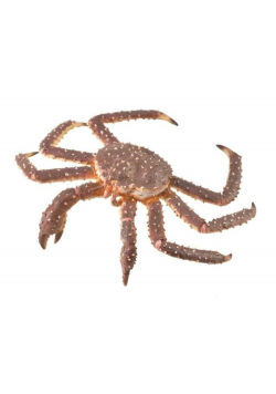 Krab królewski