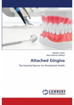 Attached Gingiva
